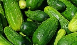 小瓜陆的视频 体育圈是干净的吗,光鲜背后，真的干净吗？——小瓜陆视频深度解析